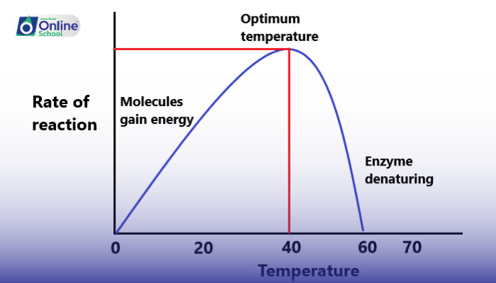 Lesson 06: Effect of Temperature on Enzyme Action